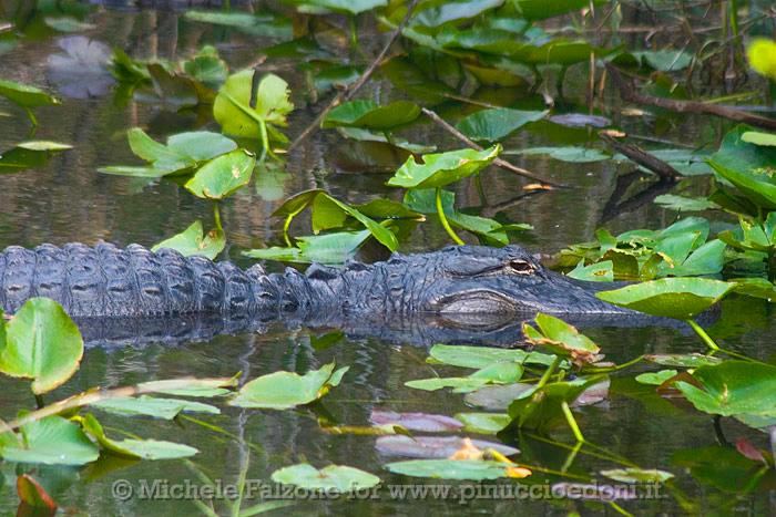 Alligator, Everglades National Park, Florida.jpg